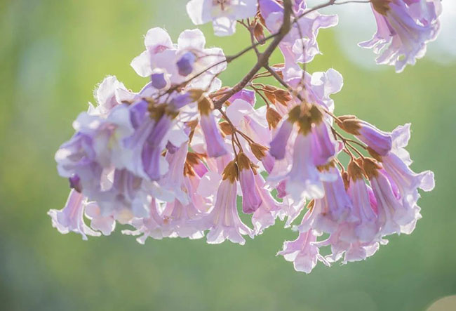 泡桐花