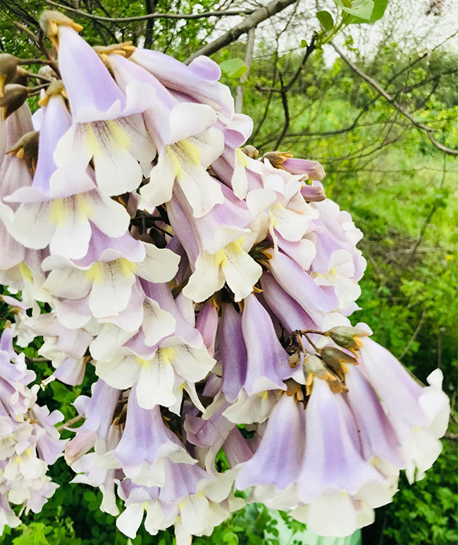 泡桐花