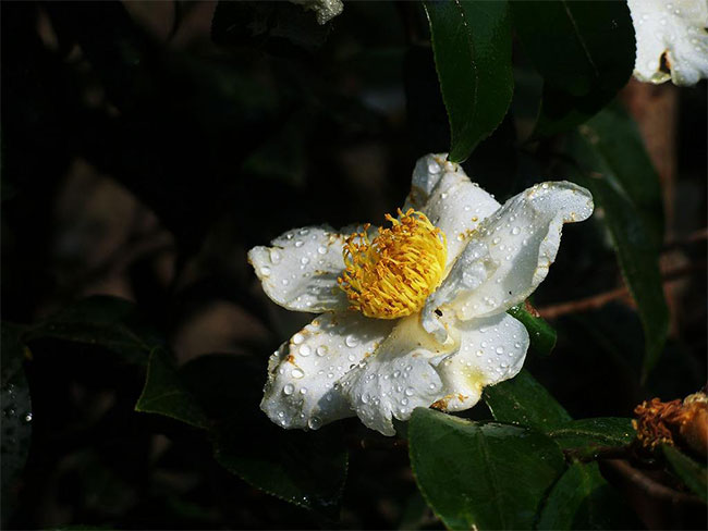 白山茶