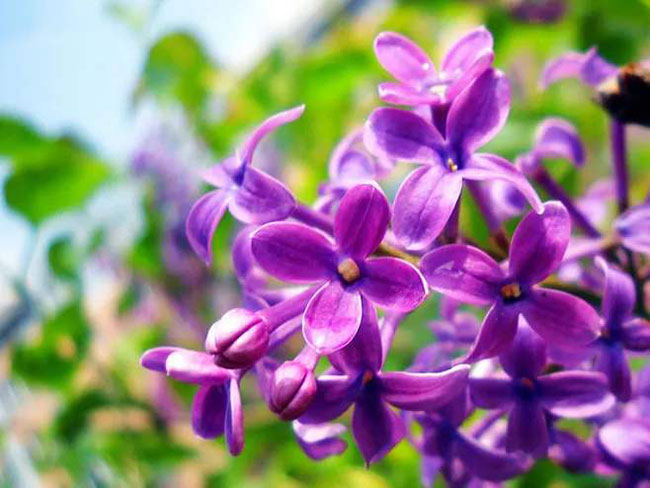 丁香花的花语是什么?丁香花的寓意和象征