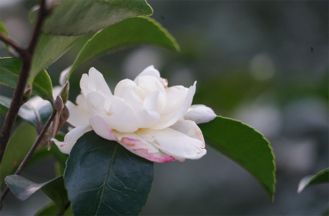 白山茶