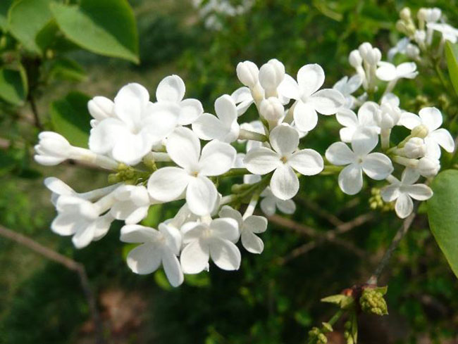 丁香花花语