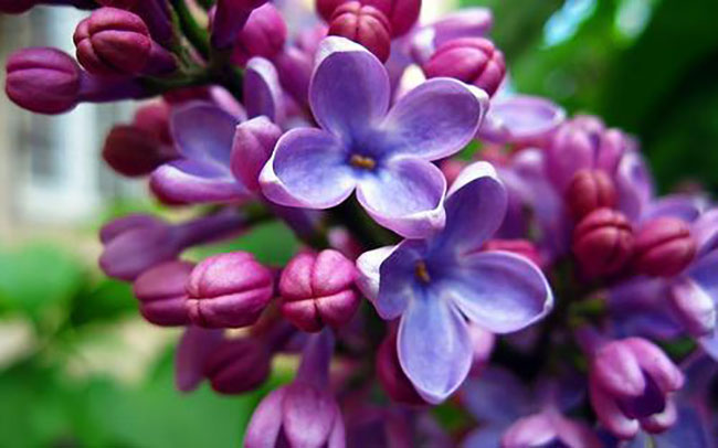 丁香花花语