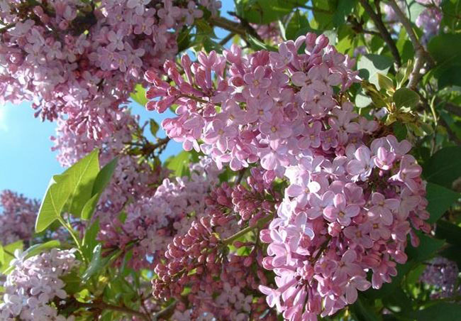 丁香花花语