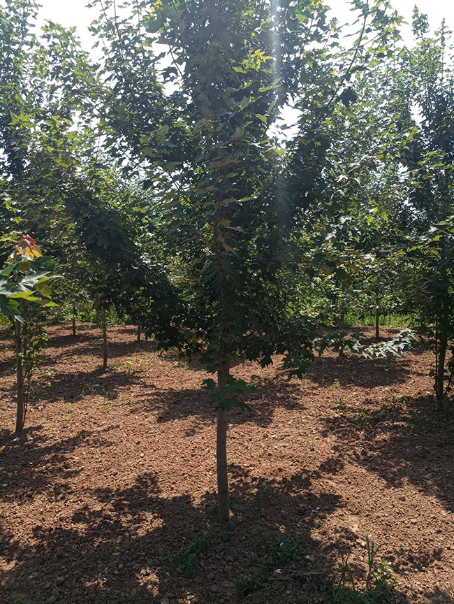 美国红枫如何种植?美国红枫种植技术