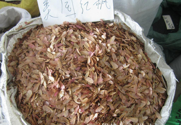 美国红枫种子