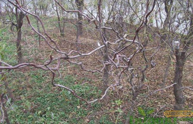 山东沾化冬枣树苗价格 山东沾化冬枣树苗价格