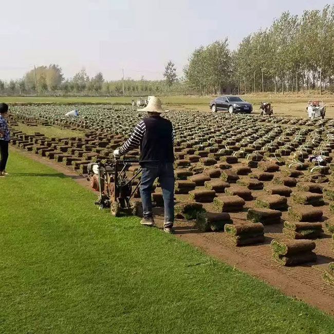 草坪种植基地.jpg