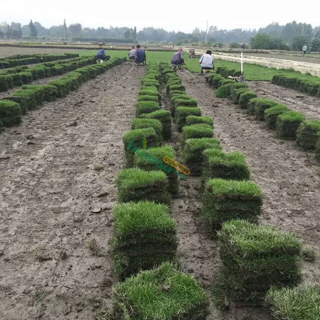 庭院草坪如何种植?草坪种植与养护管理