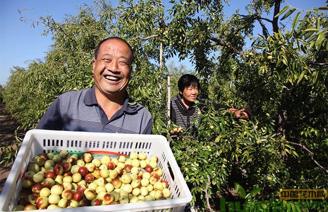 山东沾化冬枣树苗价格 山东沾化冬枣树苗价格