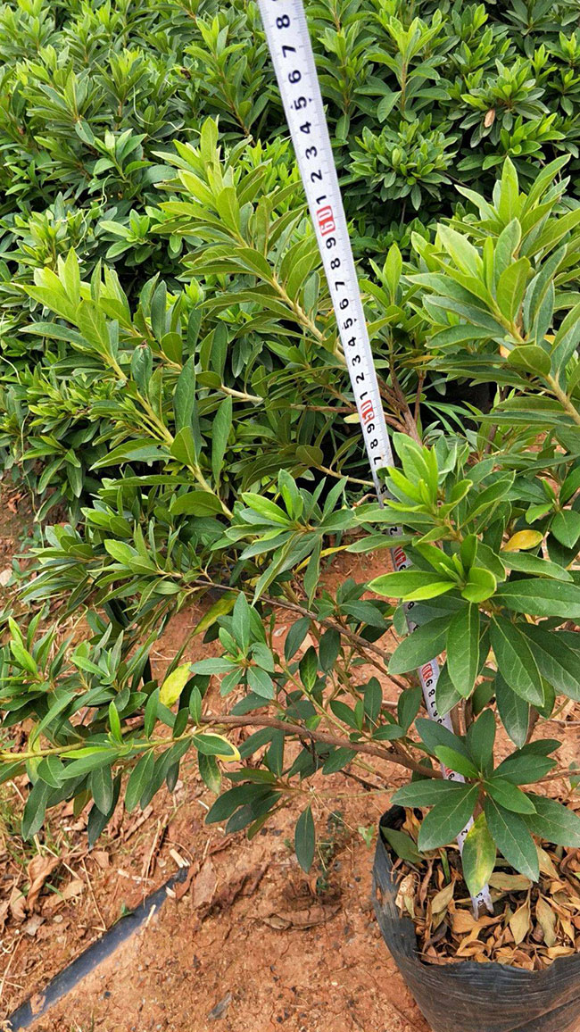 毛杜鹃多少钱一棵?2020年毛杜鹃价格最新行情预测