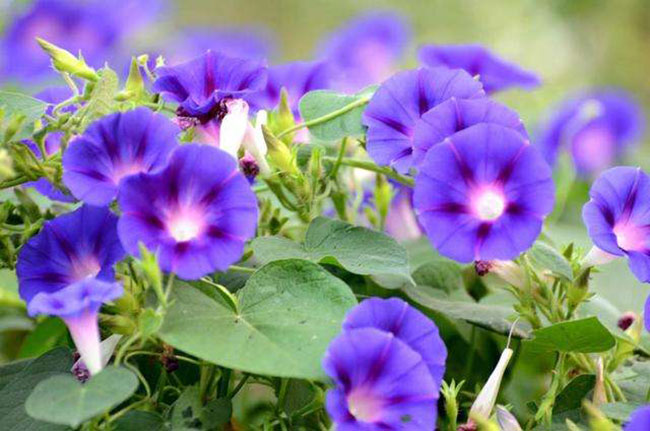 喇叭花是什么季节开？家里适合养喇叭花吗？