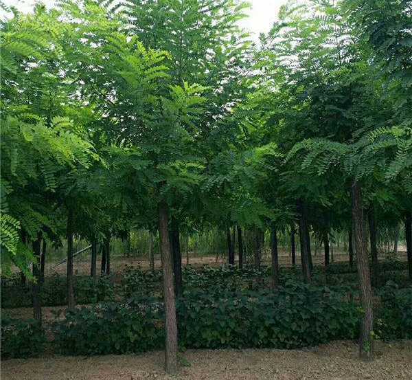 红花刺槐苗种植基地