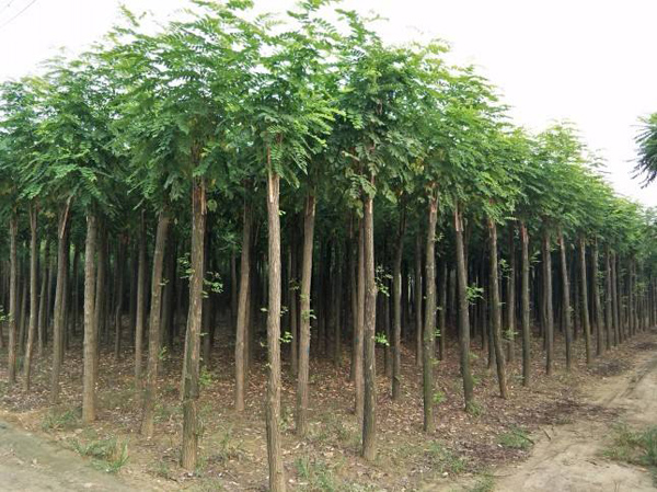 红花刺槐苗种植基地