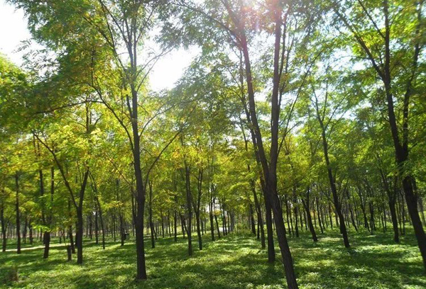 红花刺槐苗种植基地