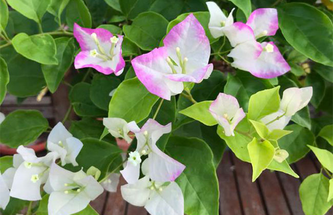 绿叶樱花三角梅