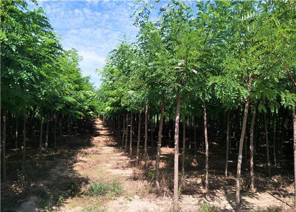 刺槐树苗