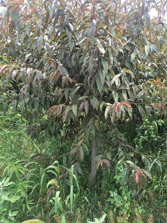 红叶碧桃种子如何种植?红叶碧桃种植经验
