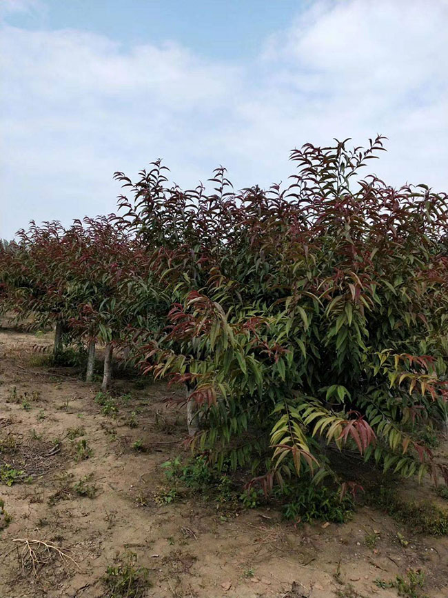 红叶碧桃种子如何种植?红叶碧桃种植经验