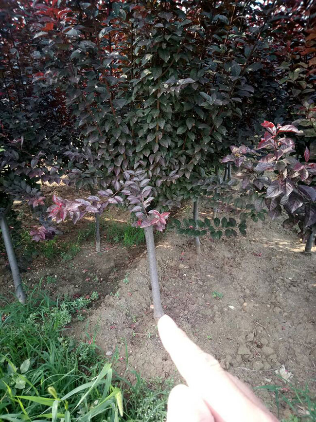 红叶碧桃如何种植?红叶碧桃的栽植技术