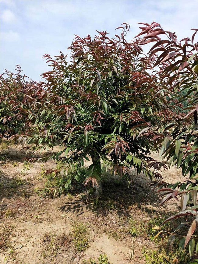 红叶碧桃如何种植?红叶碧桃的栽植技术