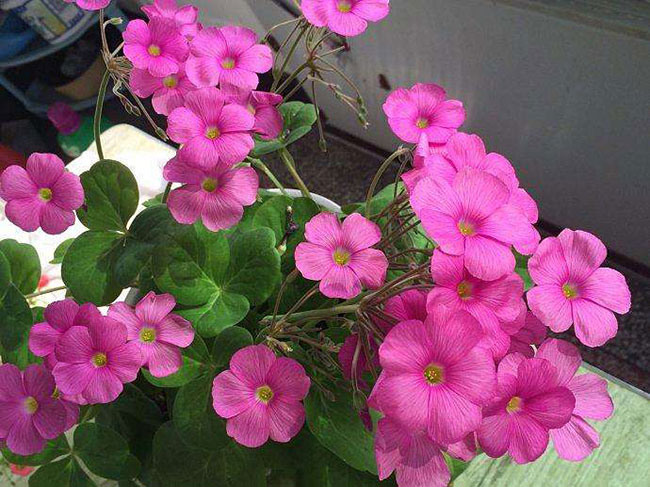 9月养这些花，快速开花花期长