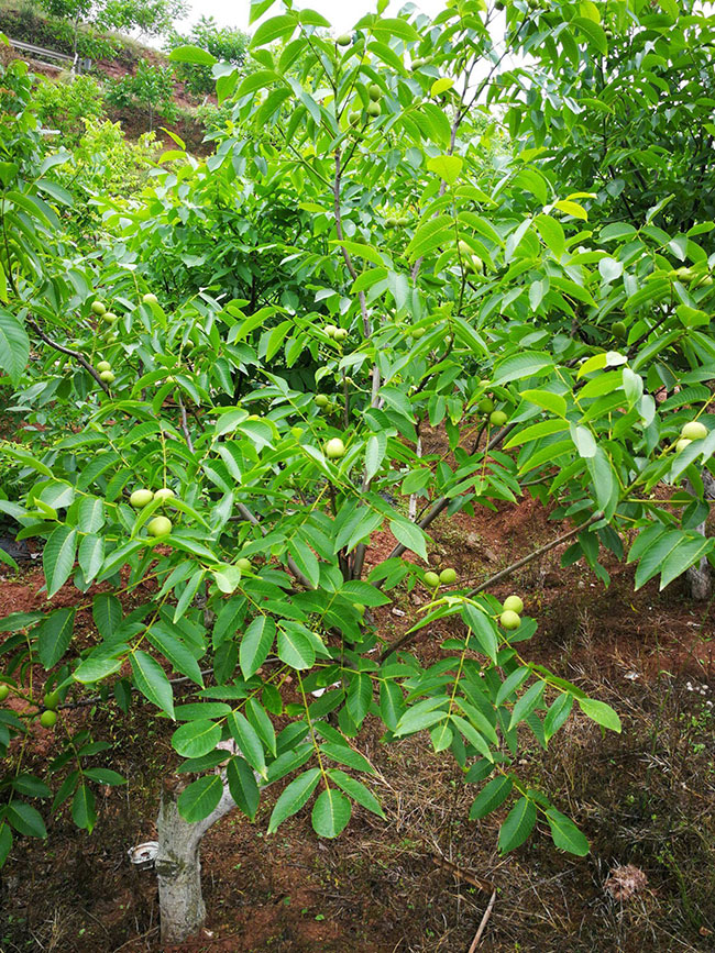立秋后的苗木养护除草之外还有这些要注意