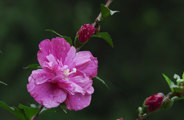 木槿花