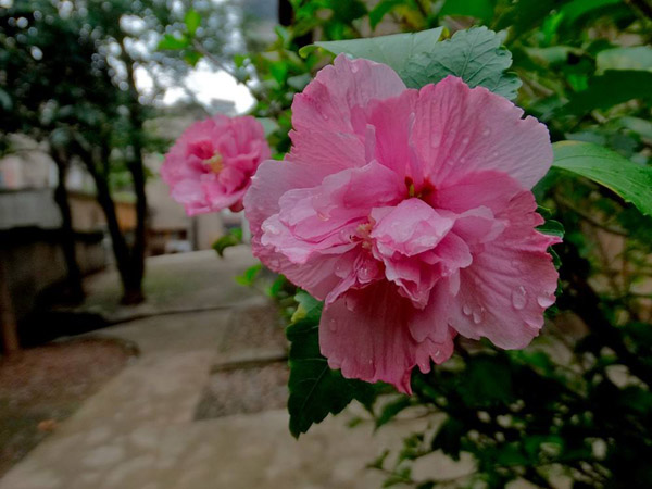 木槿花