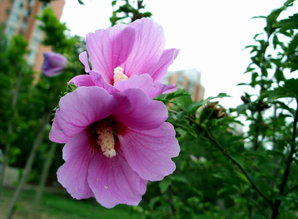木槿花叶枯病怎么治疗？