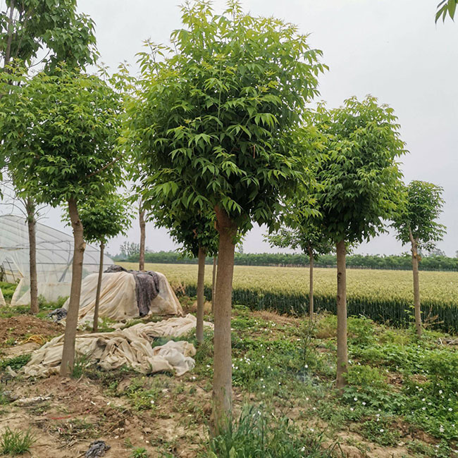 复叶槭如何种植?金叶复叶槭种植方法和时间