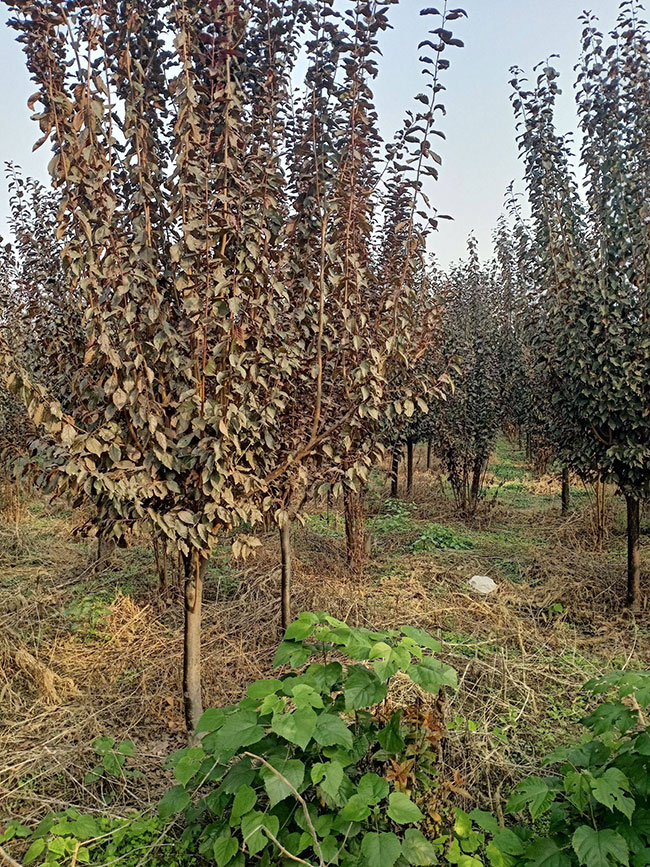 红叶李什么时候移植好?红叶李的移栽方法