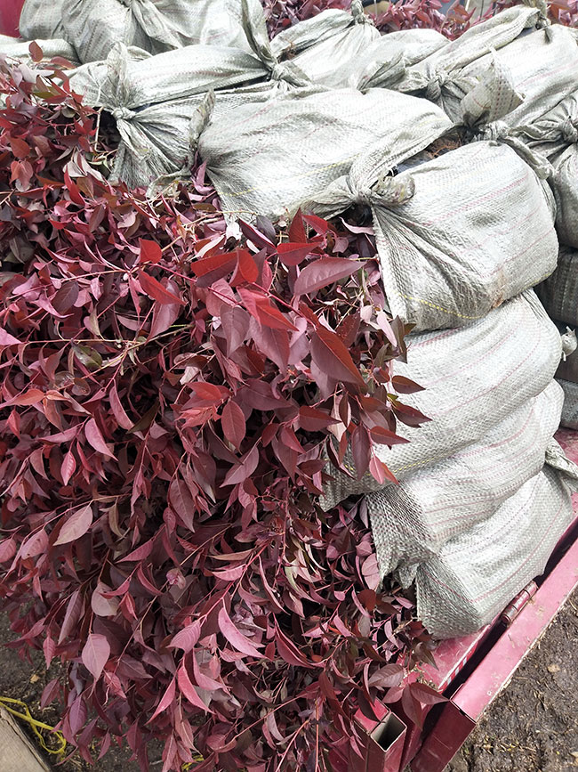 红叶李种植应注意什么?红叶李种植时间及管理