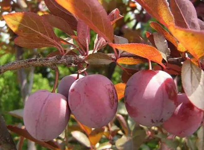 红叶李种植应注意什么?红叶李种植时间及管理