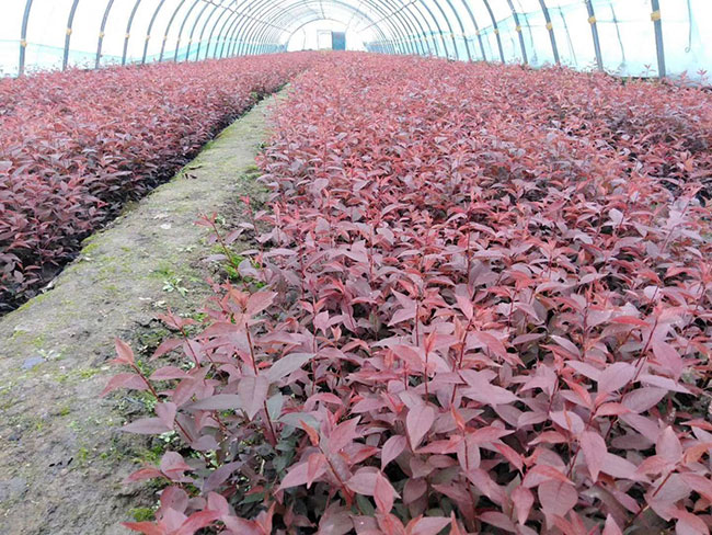 v红叶李种植应注意什么?红叶李种植时间及管理