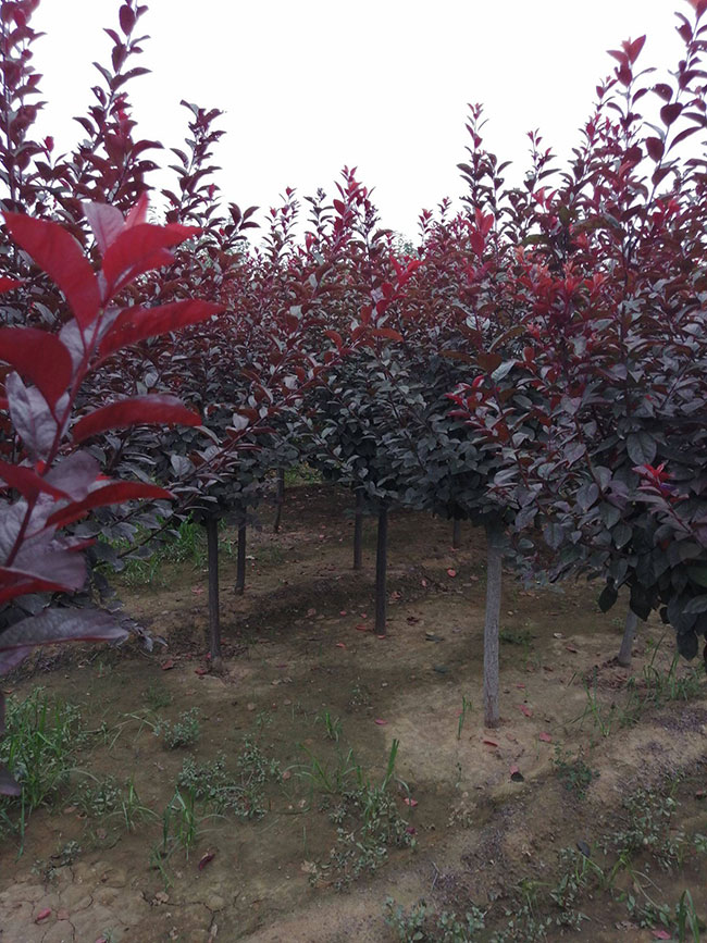 密枝红叶李怎样种植?密枝红叶李种植要点