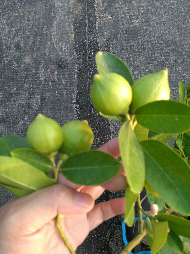 盆栽柠檬树掉叶子怎么办?