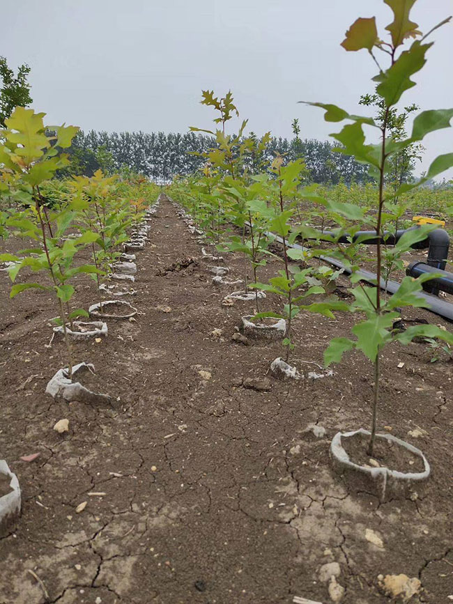 娜塔栎种植前景如何?娜塔栎种植方法