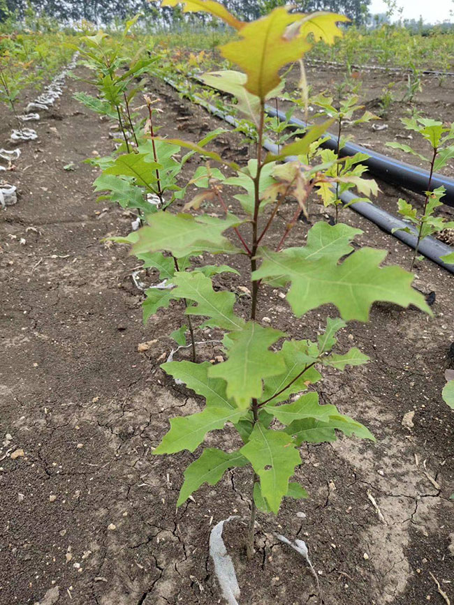 娜塔栎种植前景如何?娜塔栎种植方法