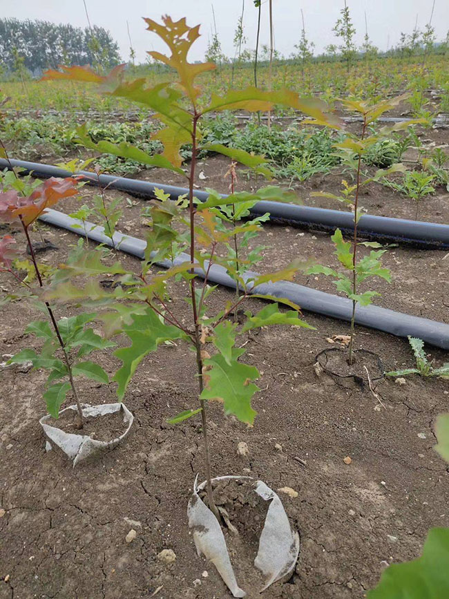 娜塔栎种植前景如何?娜塔栎种植方法