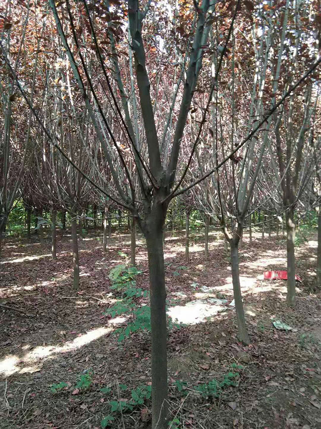 紫叶李用途是什么?紫叶李园林用途