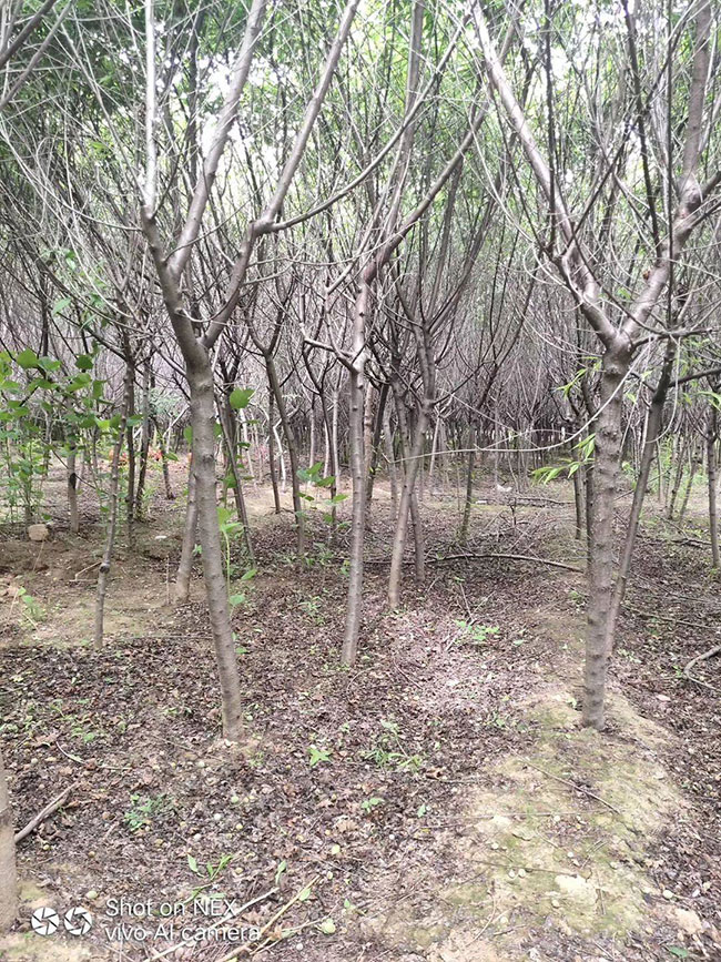 紫叶李虫害打什么药?紫叶李病虫害防治方法