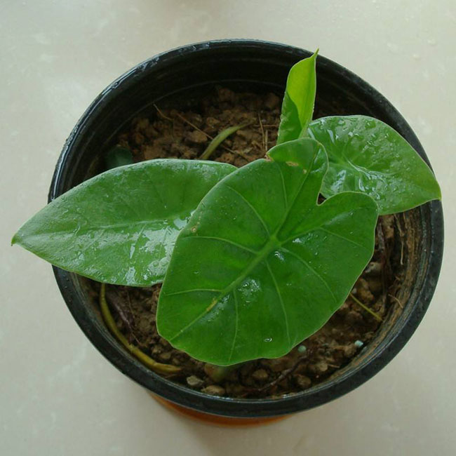 合果芋毒性大吗?合果芋作用与危害