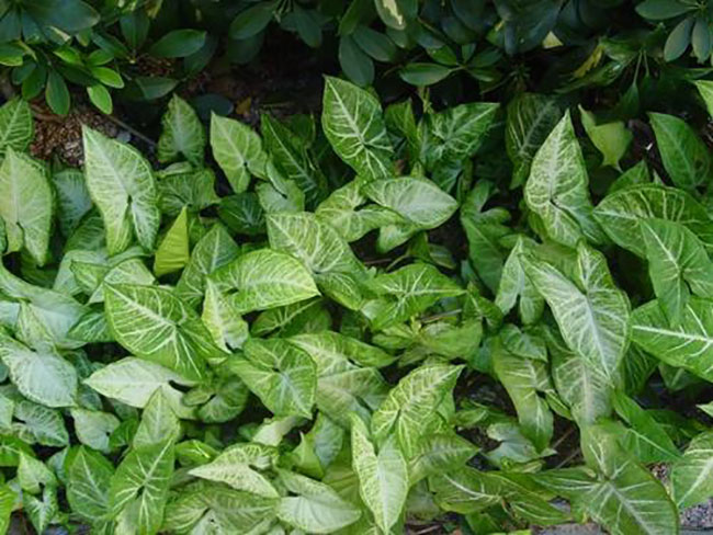 合果芋毒性大吗?合果芋作用与危害