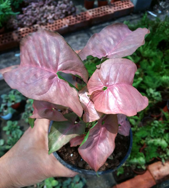 合果芋的花语是什么?合果芋的花语和寓意