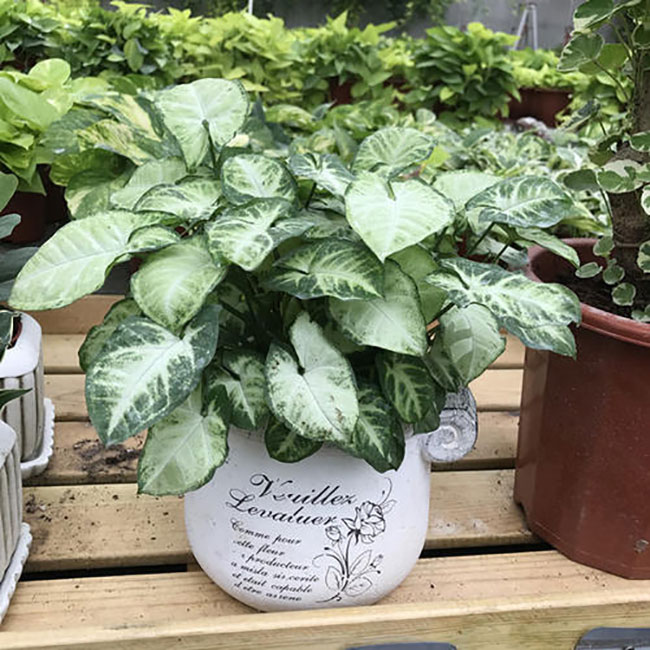 合果芋的花语是什么?合果芋的花语和寓意