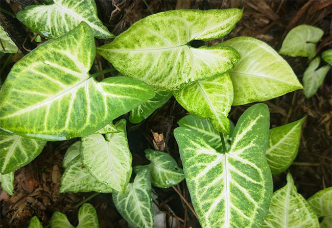 合果芋有毒吗?合果芋能放家里吗?