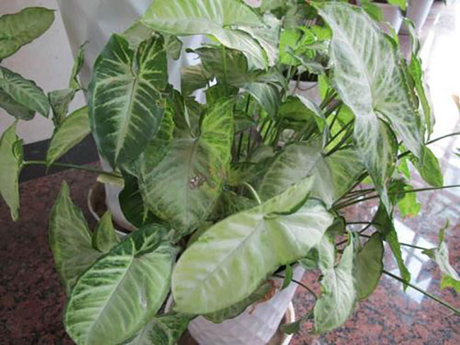 合果芋有毒吗?合果芋能放家里吗?