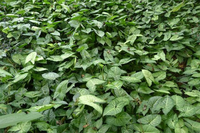 合果芋有毒吗?合果芋能放家里吗?