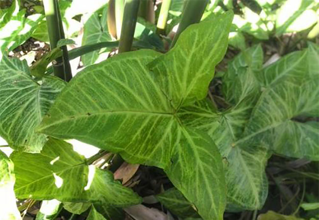 合果芋有毒吗?合果芋能放家里吗?
